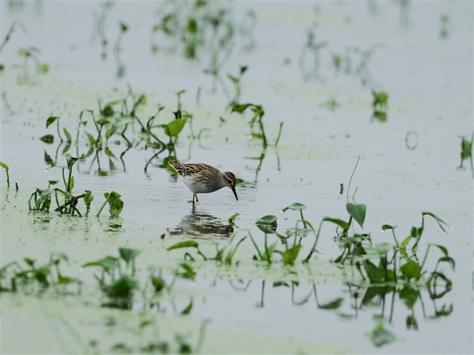 qoVM,Long-toed Stint